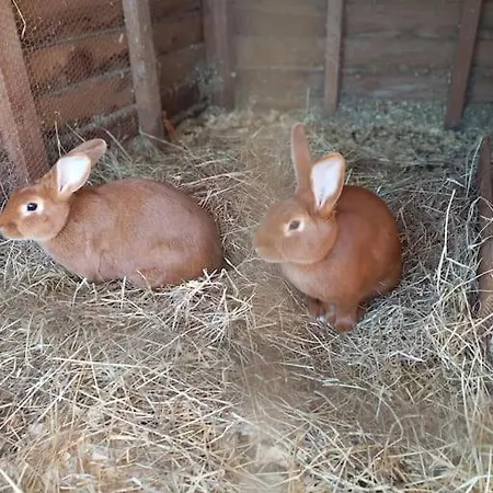 La Petite Maison Dom wakacyjny *